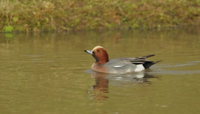 Smient/Wigeon