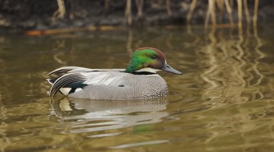 Bronskopeend/Falcated Duck