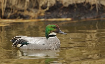 Bronskopeend/Falcated Duck