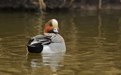 Smient/Wigeon