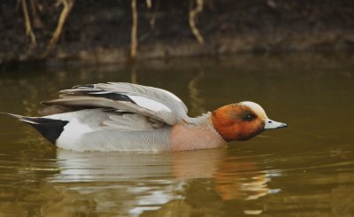 Smient/Wigeon