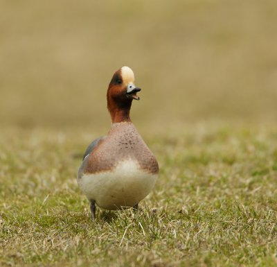 Smient/Wigeon