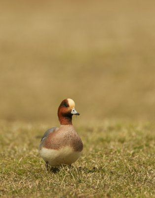 Smient/Wigeon