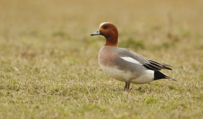 Smient/Wigeon