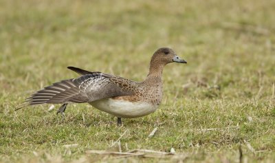 Smient/Wigeon