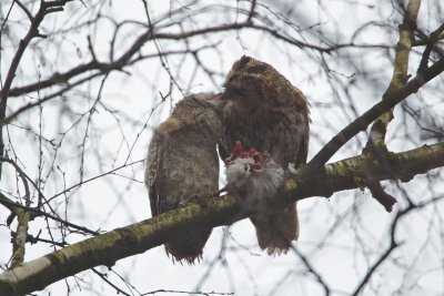 Bosuil/Tawny Owl