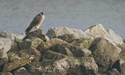 Slechtvalk/Peregrine Falcon