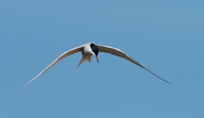 Visdief/Common Tern