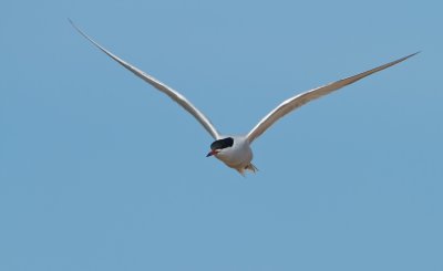 Visdief/Common Tern