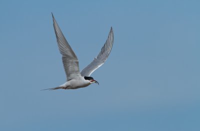 Visdief/Common Tern
