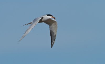 Visdief/Common Tern