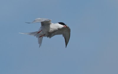 Visdief/Common Tern