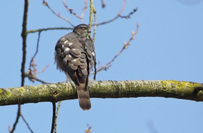 Sperwer/Sparrowhawk