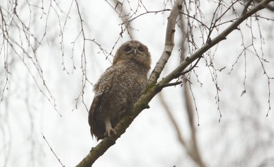 Bosuil/Tawny Owl