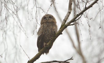 Bosuil/Tawny Owl