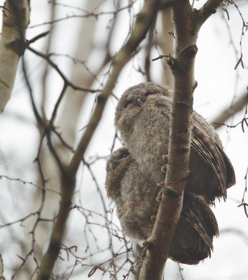 Bosuil/Tawny Owl