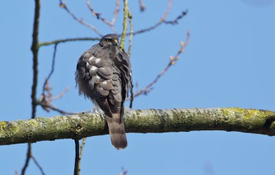 Sperwer/Sparrowhawk