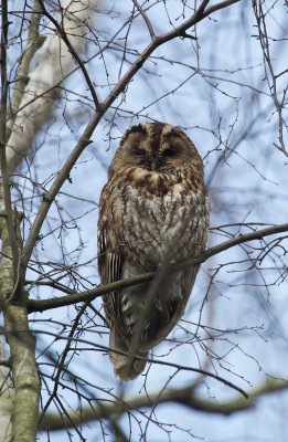 Bosuil/Tawny Owl