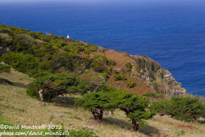 Juniper 'garden' on the southern flank of the Lighthouse valley (Corvo)