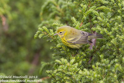 Prairie Warbler (1st winter male) (Dendroica discolor)_Lighthouse valley (Corvo)