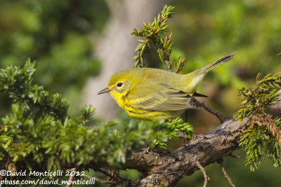 Prairie Warbler (1st winter male) (Dendroica discolor)_Lighthouse valley (Corvo)