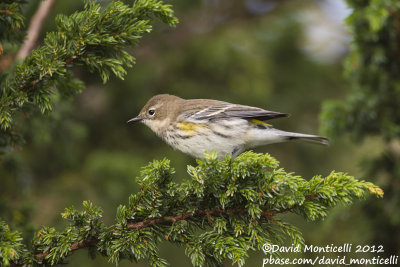 Myrtle Warbler (1st winter male) (Dendroica coronata)_Lighthouse valley (Corvo)