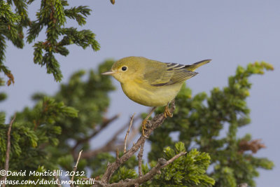 American Yellow Warbler (Dendroica petechia)_Lighthouse valley (Corvo)