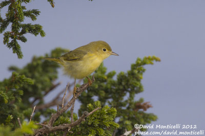 American Yellow Warbler (Dendroica petechia)_Lighthouse valley (Corvo)