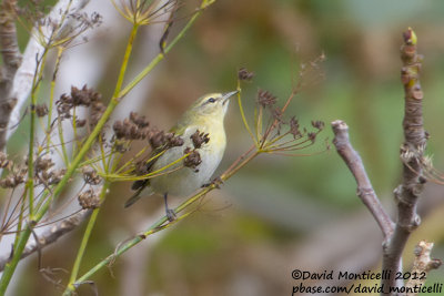 Tennessee Warbler (Oreothlypis peregrina)_Middle fields (Corvo)