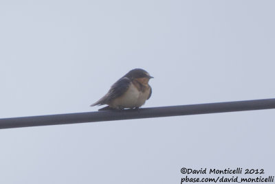 American Barn Swallow (Hirundo rustica erythrogaster)_Vila Nova village (Corvo)