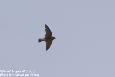 Cliff Swallow (Petrochelidon pyrrhonota)_above Vila Nova village (Corvo)