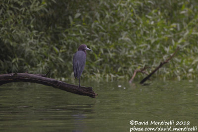 Little Blue Heron (Egretta caerulea)_Lagoa das Furnas (Sao Miguel)
