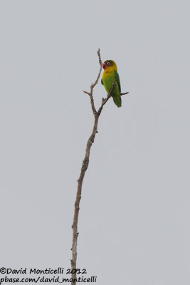 Fischer's Lovebird (Agapornis fischeri)_Saint-Jean-Cap-Ferrat (France)