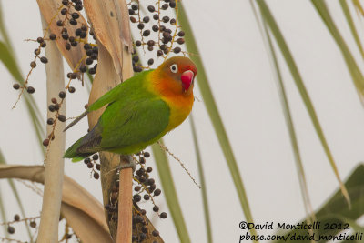 Fischer's Lovebird (Agapornis fischeri)(cat. C)_Saint-Jean-Cap-Ferrat (France)