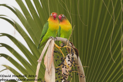 Fischer's Lovebirds (Agapornis fischeri)(cat. C)_Saint-Jean-Cap-Ferrat (France)