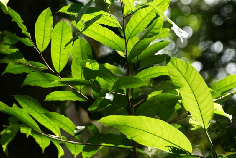 Leaves, Lapa Rios.