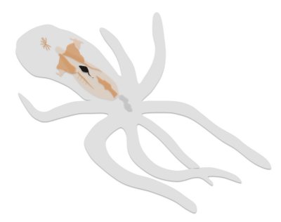 Drawing of octopus showing exceptional preservation of internal anatomy.