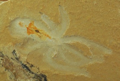 Octopus showing exceptional preservation of internal anatomy. 55 mm. Cenomanian, Hjula, Lebanon.