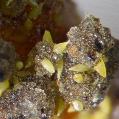 Plumbogummite microcrystals in sparkling druse with rice grain mimetite crystals, 2 cm. Dry Gill Mine, Caldbeck Fells, Cumbria