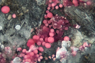 Erythrite with selenite gypsum, Tynebottom Mine, Garrigill, Alston Moor, Cumbria. (FOV ca 5 mm).