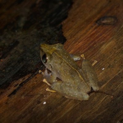 Common rain frog (Craugaster fitzingeri), Lapa Rios.