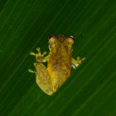Perhaps the small-headed tree frog (Dendropsophus microcephalus), Lapa Rios.