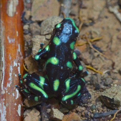 Green-and-black poison dart frog (Dendrobates auratus), Lapa Rios.