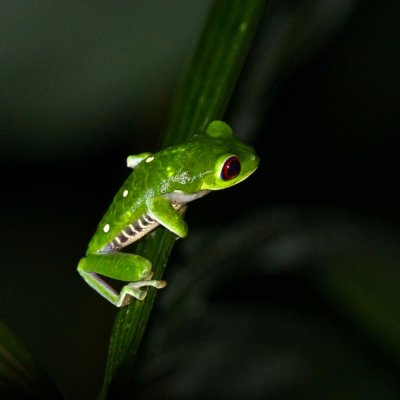 Red-eyed tree frog (Agalychnius callidryas), Lapa Rios.