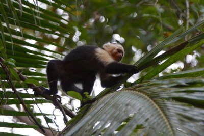 Capuchin 1.jpg