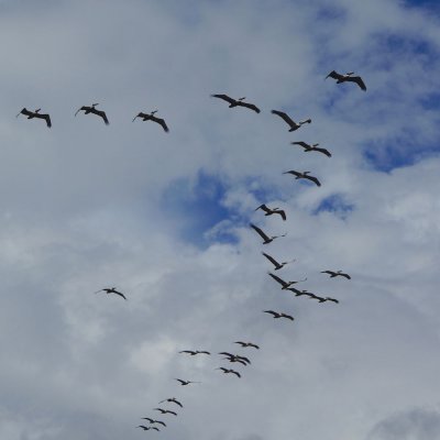 Costa Rican airforce (Brown pelicans), Corcovado.