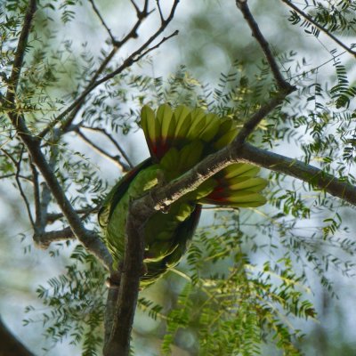 Red lored parrot (Amazona autumnalis) tailfan, Lapa Rios.