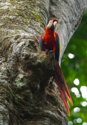 Scarlet macaw (Ara macao), Lapa Rios.