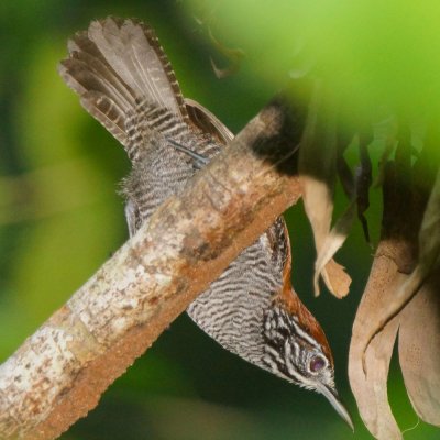 Riverside wren (Thryothorus semibadius), Lapa Rios.