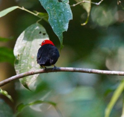 Red capped manikin (Pipra mentalis) on dancing branch, Lapa Rios.